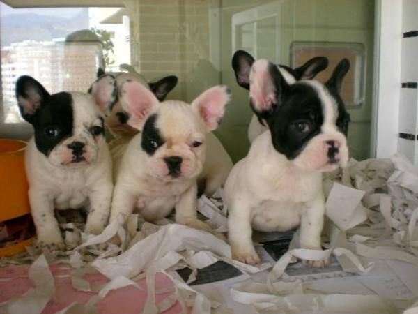 Bulldog Frances cachorros,pedigree 100euro