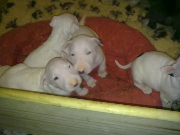 CACHOORITOS BULL TERRIER