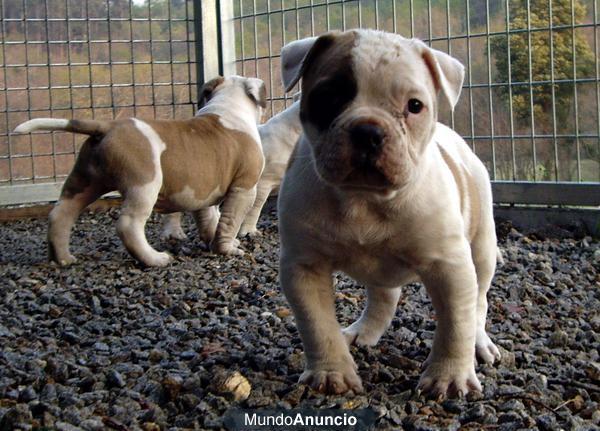 Cachorros Bulldog Americano