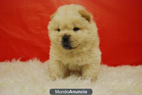 CACHORROS DE CHOW CHOW PARA ENTREGAR BLANCOS