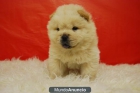 CACHORROS DE CHOW CHOW PARA ENTREGAR BLANCOS - mejor precio | unprecio.es