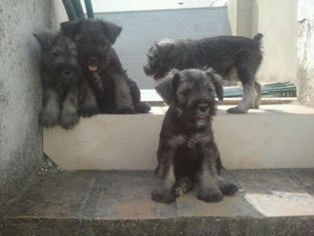 Cachorros Schnauzer Miniatura