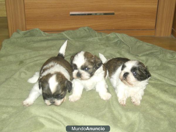 cachorros shih tzu economicos