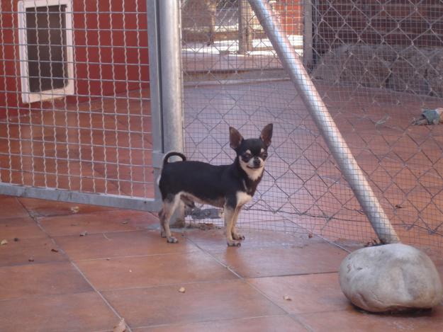 chihuahua macho joven semental