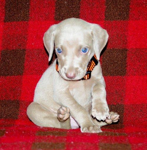 Compro Cachorrita Braco de Weimaraner