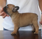 Excelente camada de bulldog frances - mejor precio | unprecio.es