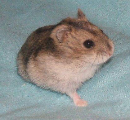 Hamster comun / ruso