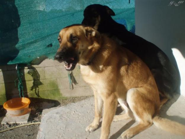 Lalo perro en adopcion URGENTE