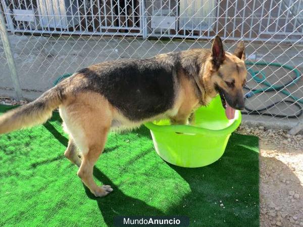 Lia, hermosa Pastora Alemana en adopción, en perrera