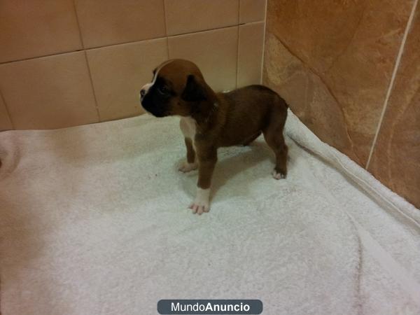 se vende boxer hembra sin rabo 200 e un mes