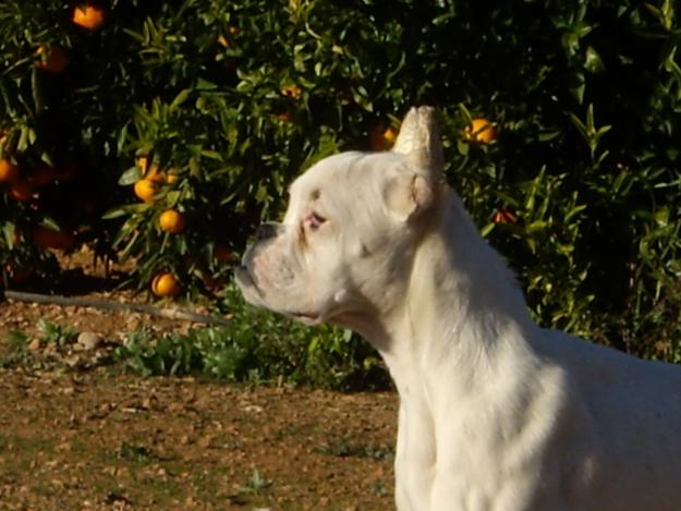 Vendo cachorra boxer blanca