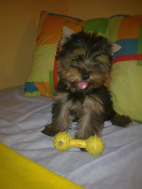 yorkshire terrier