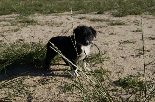 Border Collie nueva camada cachorros disponibles