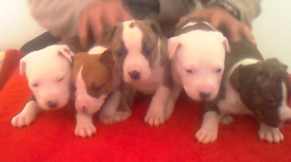 CACHORROS AMERICAN STAFFORDSHIRE TERRIER