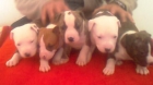 CACHORROS AMERICAN STAFFORDSHIRE TERRIER - mejor precio | unprecio.es