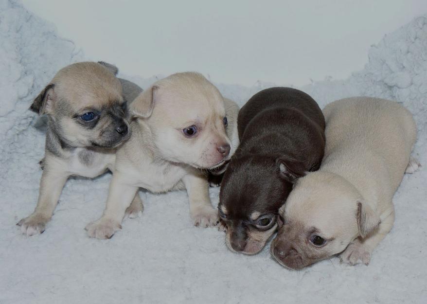 cachorros chihuahua