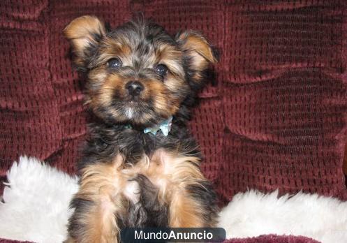 Did you mean: Cute Current vaccinations, Veterinarian . Healthy male and female teacup yorkshire terrier guarantee, Trav