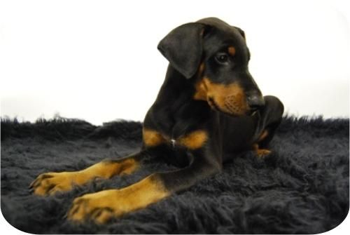 doberman alta calidad, con pedegree y garantias, 3 machso y una hembra