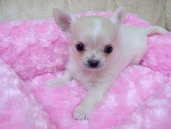 Encantadora Poco Cachorros Chihuahua Disponible