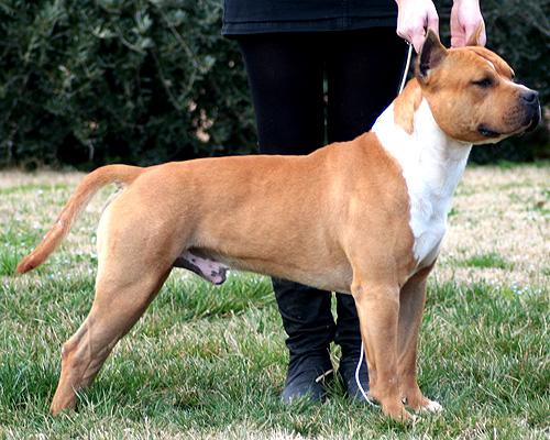 Excelentes Cachorros de American Staffordshire Terrier