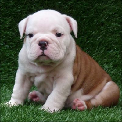 Pura raza Bulldog Inglés cachorros