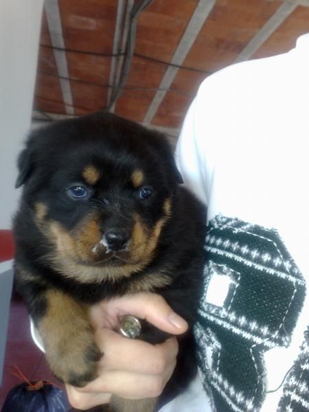 se venden cachorros de rottweiler