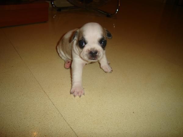 vendo camada de bull dog frances 450 euros negociables