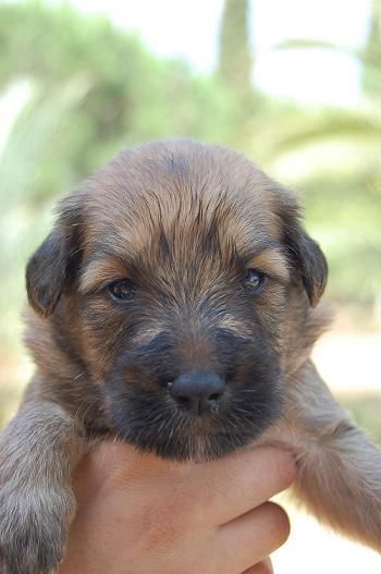 Cachorros cruce Pastor de Brie