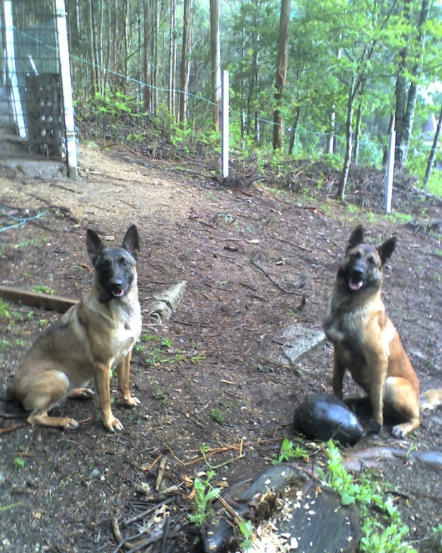 Camada de Pastor Belga Malinois