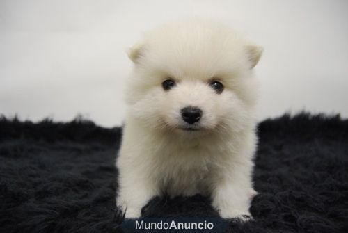 Camada de Pomerania ( Blancos ) www.animalflower.es