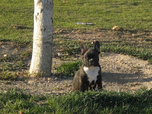 EN ZARAGOZA, CACHORRITO BULLDOG FRANCES, CRIADO EN CASA, ECONOMICO