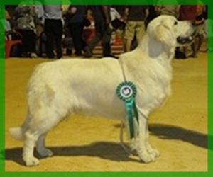 Golden Retriever cachorros con pedigree campeones( www.orodelolimpo.com)