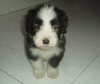 Oportunidad ultimos cachorros Bearded Collie