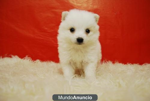 Pomeranias Blancos Autenicos cachorros para tu Hogar