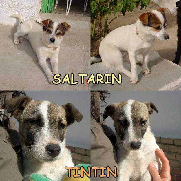 saltarin seis meses, tintin dos meses y medio, buscan un hogar!