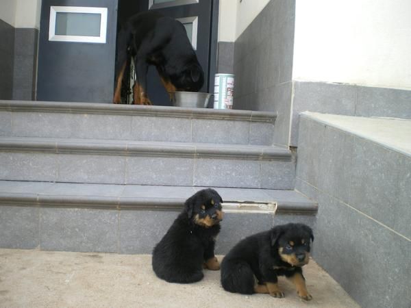 ULTIMOS CACHORROS ROTTWEILLER 250   !!! CASTELLON