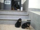 ULTIMOS CACHORROS ROTTWEILLER 250 !!! CASTELLON - mejor precio | unprecio.es