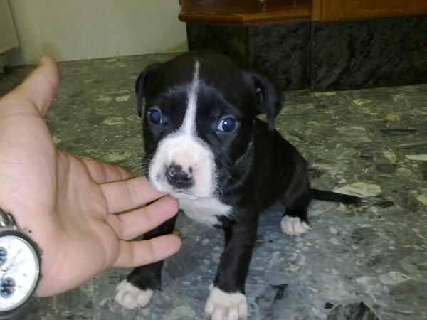 Vendo American Staffordshire Terrier