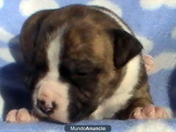 VENDO CACHORROS DE AMERICAN STAFFORDSHIRE TERRIER