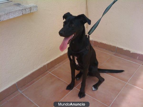 INDIA MESTIZA EN ADOPCIÓN