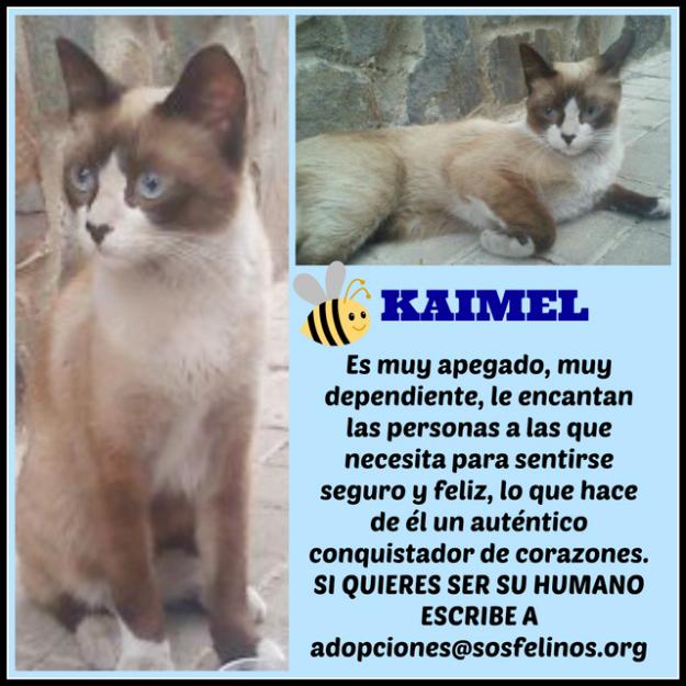 Kaimel, bellezón de gato, en Madrid