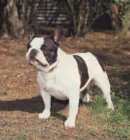 BUSCO NOVIA PARA MI PERRO (BULLDOG FRANCES 