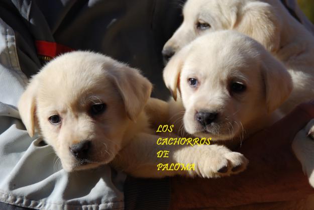 cachorros de labrador con pedigree loe