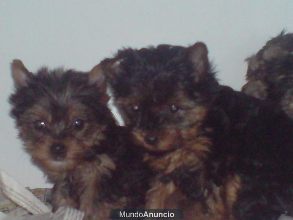 Cachorros de yorkshires terrier