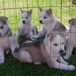 Cachorros puros de husky siberiano