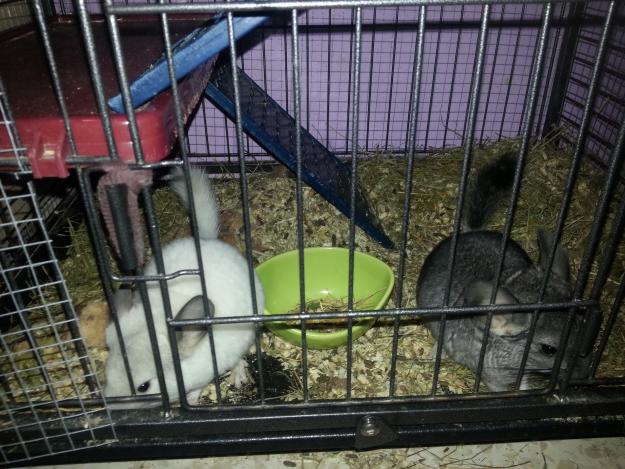 chinchillas baby