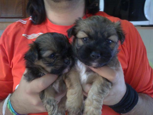 Se venden cachorritos de 10 semanas