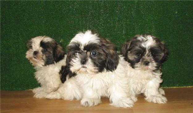 SHIH TZU, BONITOS CACHORROS,290€