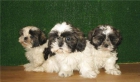 SHIH TZU, BONITOS CACHORROS,290€ - mejor precio | unprecio.es