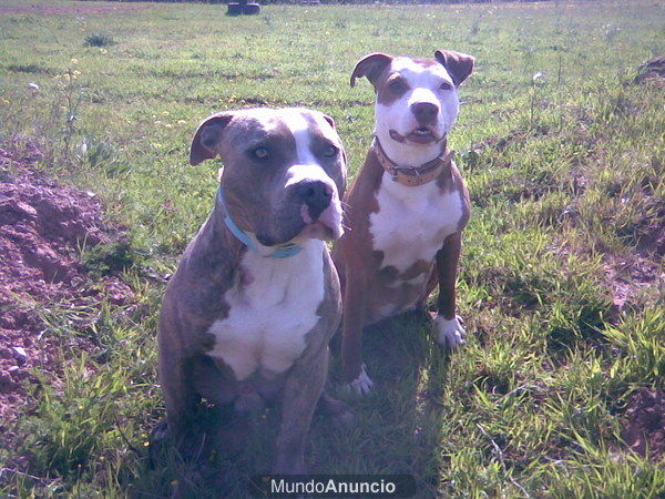 venta y compra de mascotas